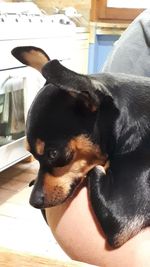 Close-up of dog looking away at home