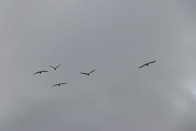 Low angle view of birds flying in sky