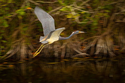 View of a bird flying over lake