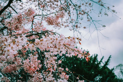 Low angle view of cherry blossoms against sky