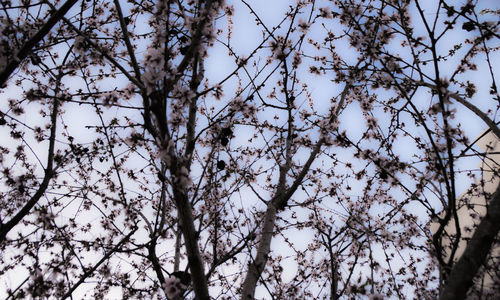 Low angle view of flower tree against sky