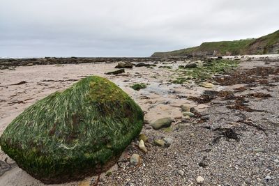 Scenic view of moss covered rock on beach