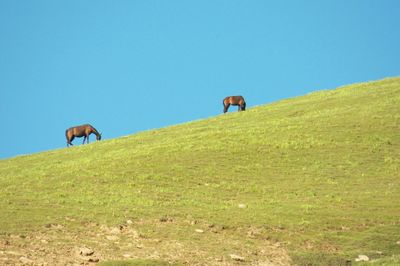 Sheep grazing on field