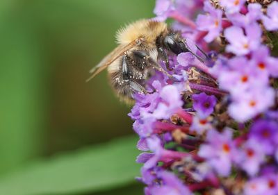 Close-up of bee pollinating on purple flower