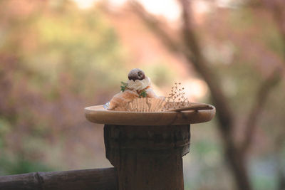 Close-up of bird perching on wooden post