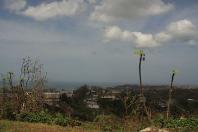 Plants growing on field by buildings against sky