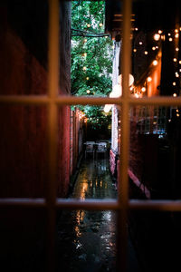 Reflection of trees on window