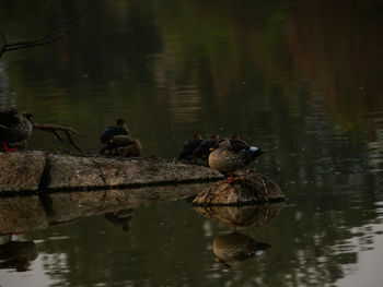 Ducks swimming on lake