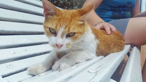 Close-up of ginger cat sitting on man