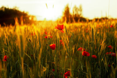 A field with blooming bright red poppies at sunset. floral background, bright background