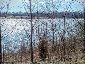 Bare trees at lakeshore