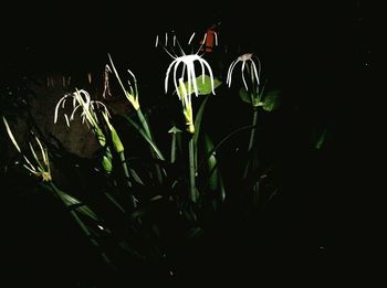 View of plants at night