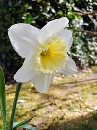 Close-up of white daffodil