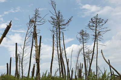 Low angle view of bare trees on field against sky