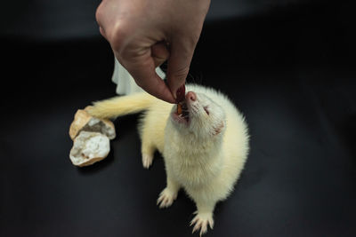 Adorable ablino pet ferret being fed by hand against black background with copy space