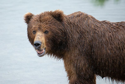 brown bear