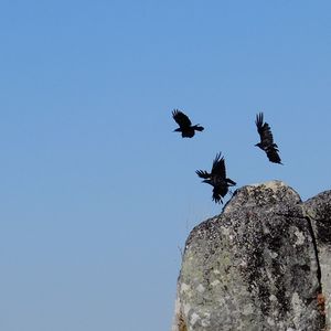 Low angle view of birds flying against clear blue sky