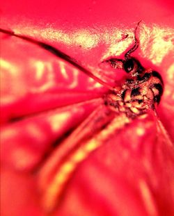 Macro shot of pink flower