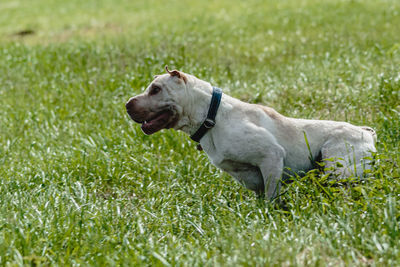 Shar pei dog running in the field on lure coursing competition with sunny weather