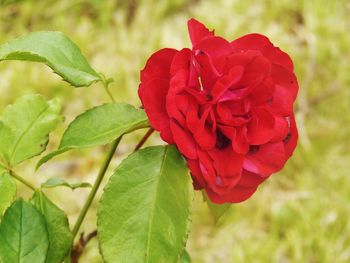 Close-up of red rose blooming outdoors