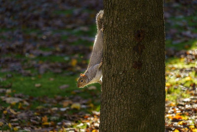 Close-up view of a grey squirrel clinging onto the trunk of a tree.