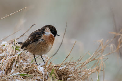 Close-up of bird perching on plant