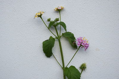 Close-up of flowering plant against wall