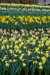 Yellow flowering plants on field