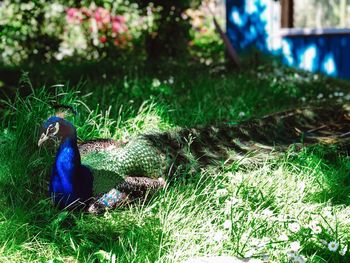 Side view of a bird on field