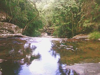 River flowing through forest
