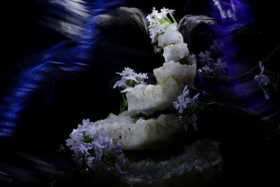 Close-up of flower pot on table