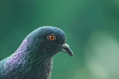 Close-up of pigeon