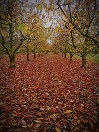 Fallen leaves on tree during autumn