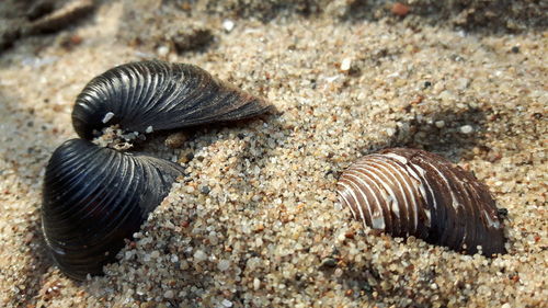 High angle view of crab
