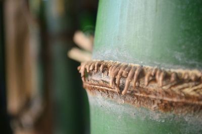 Close-up of metallic wood