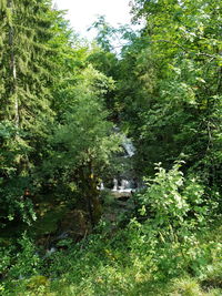 Scenic view of lake in forest