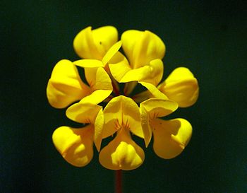 Close-up of yellow flowering plant over black background