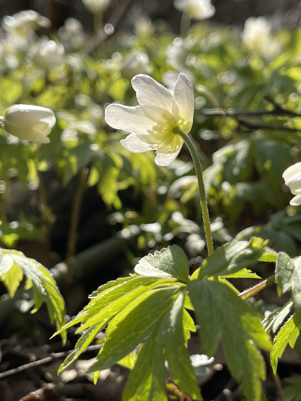 CLOSE UP OF WHITE FLOWERING PLANTS