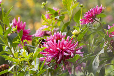 Close-up of pink flowering plant