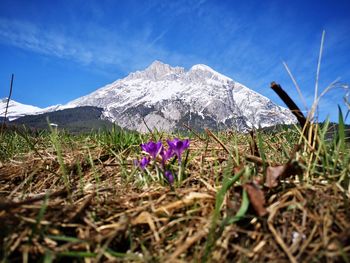 Purple flowering plants on field against snowcapped mountains