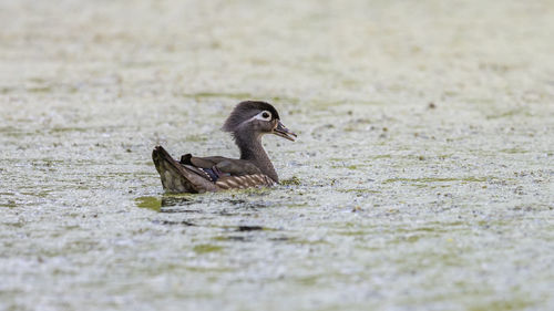 Close-up of duck on rock