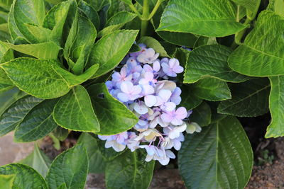 High angle view of purple flowering plant