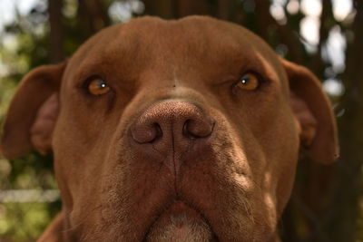 Close-up portrait of dog