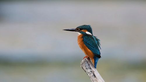 Close-up of kingfisher  perching on twig