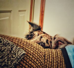 Cat resting on floor