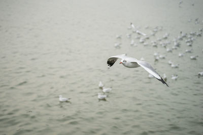 Seagull flying over sea
