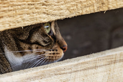 Close-up of cat looking away