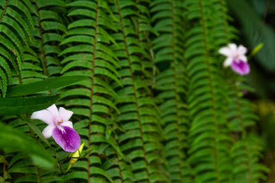 Close-up of purple flowering plant