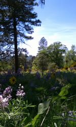 Close-up of fresh wildflowers against sky