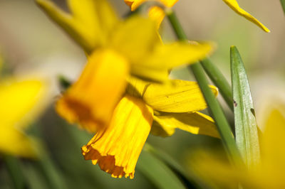 Close-up of yellow daffodils blooming outdoors